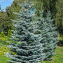silver-blue foliage color of Colorado Blue Spruce