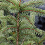 close up view of the cool green-blue needles of the colorado blue spruce tree