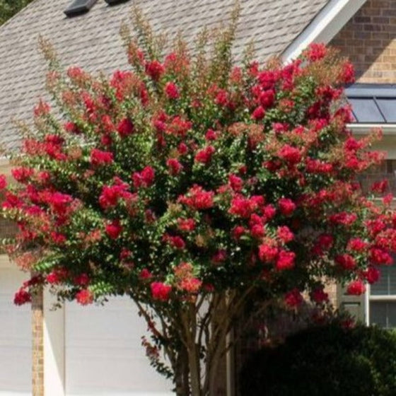 Colorama Scarlet Red Crape Myrtle Trees for Sale | Garden Goods Direct