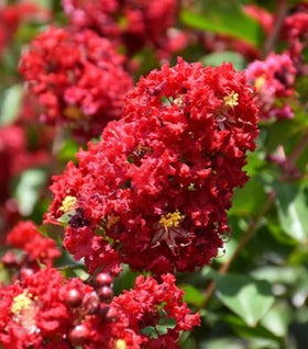 Colorama Scarlet Red Crape Myrtle