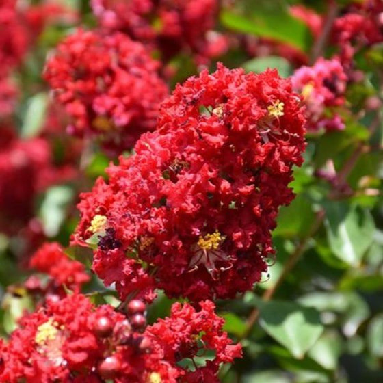 Colorama Scarlet Red Crape Myrtle Trees for Sale | Garden Goods Direct