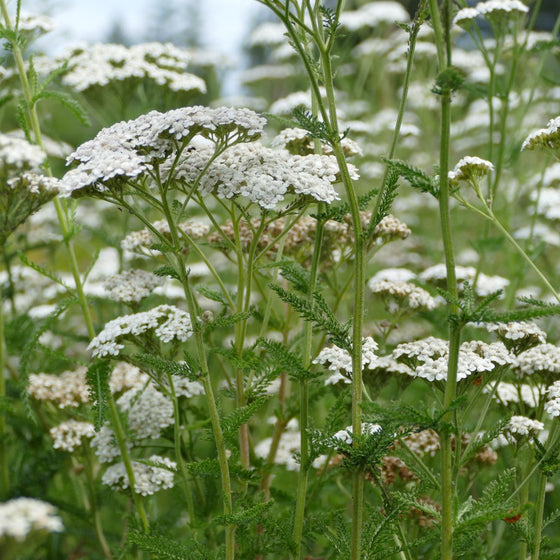 Achillea millefolium blooming in a sunny meadow-style perennial planting