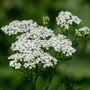 Common Yarrow with white flat-topped flowers and ferny green foliage in a sunny pollinator garden