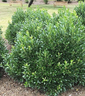 Compact Inkberry Holly