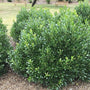 Holly Inkberry Compacta Evergreen Shrubs Dark Green Leaves in a Garden