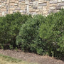 Holly Inkberry Compacta Evergreen Shrub Used as a Low-level Hedge