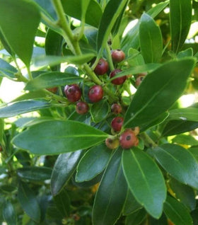 Compact Inkberry Holly