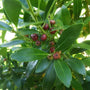 Holly Inkberry Compacta Evergreen Shrub Berries Beginning to Ripen
