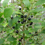 Holly Inkberry Compacta Evergreen Shrub Produces Black Purple Berries