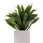 Compacta janet craig dracaena with vertical green glossy leaves