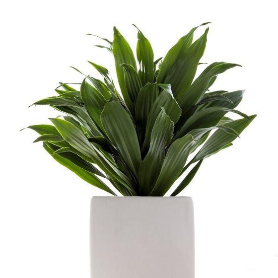 Compacta janet craig dracaena with vertical green glossy leaves