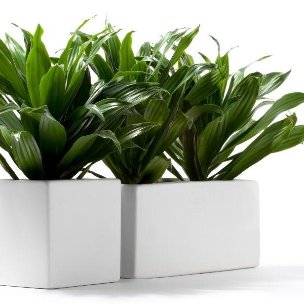 compact janet craig dracaena Compact Janet Craig Dracaena