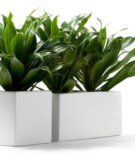 Compact Janet Craig Dracaena