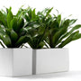 Compact Janet Craig Dracaena planted in a group in a rectangular planter