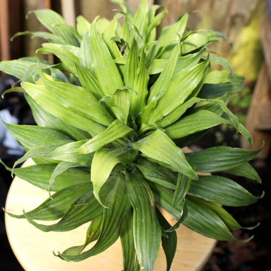 dracaena janet craig compacta cane Buy Compact Janet Craig Dracaena Plants Online