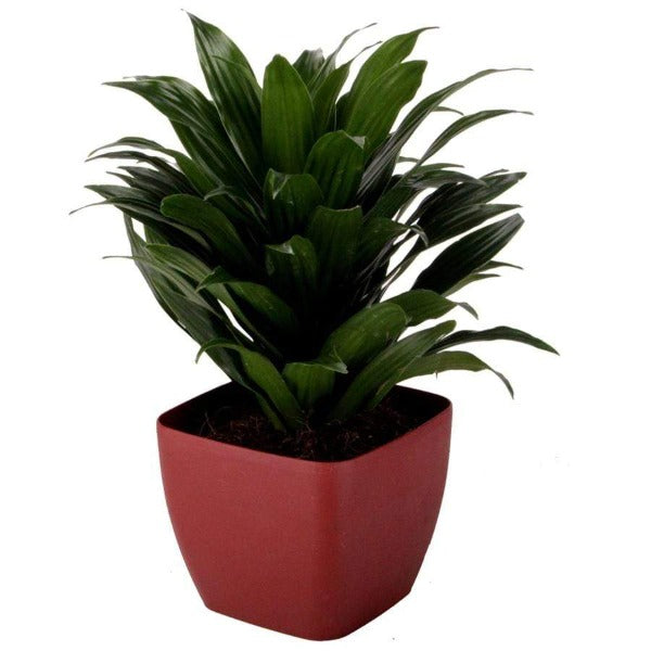 Dracaena Janet Craig Compacta | 6