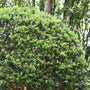 Japanese Holly shrub dense evergreen foliage