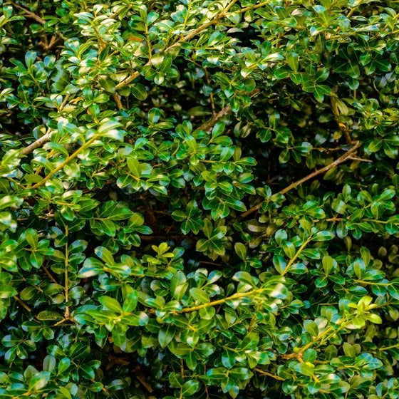 Close-up of the evergreen leaves of Japanese Compact Holly