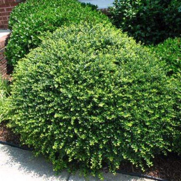 Compact Japanese Holly Shrubs for Sale | Garden Goods Direct Compact Japanese Holly Shrubs for Sale | Garden Goods Direct