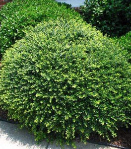 Compact Japanese Holly