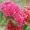 Concertina Pink Celosia
