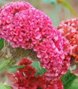 Concertina Pink Celosia