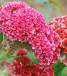 Concertina Pink Celosia