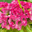 Cockscomb Pink Concertina celosia