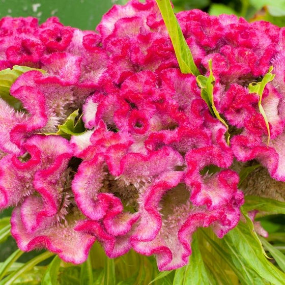 Cockscomb Pink Concertina celosia