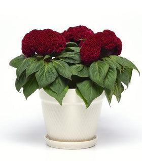 Concertina Red Celosia