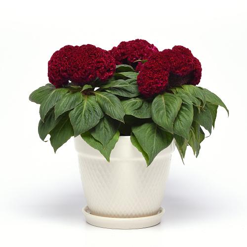 Concertina Red Celosia grown as a houseplant