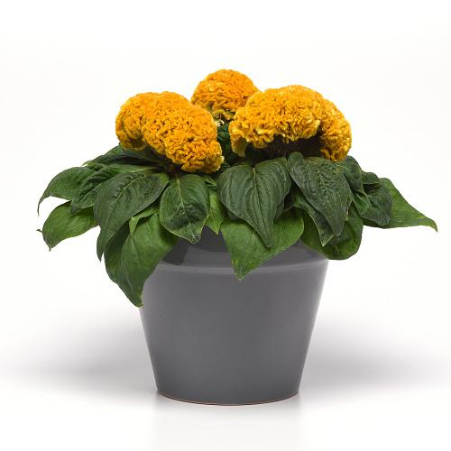 celosia potted plant Yellow Celosia for Sale | Cockscomb