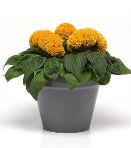 Concertina Yellow Celosia