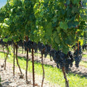 concord grape vines in an line