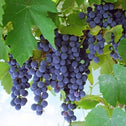 deep blueish purple concord grapes on a vine