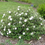 Conoy Viburnum with glossy green foliage and white spring flowers growing as a compact flowering shrub in a landscape border