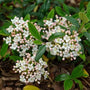 Close-up of Conoy Viburnum white flower clusters against glossy green leaves