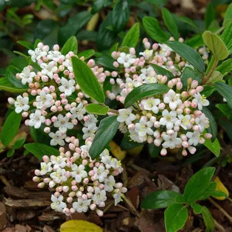 Close-up of Conoy Viburnum white flower clusters against glossy green leaves