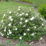 Compact flowering Conoy Viburnum planted with hollies and hydrangeas for layered privacy
