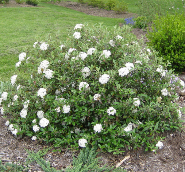Compact flowering Conoy Viburnum planted with hollies and hydrangeas for layered privacy