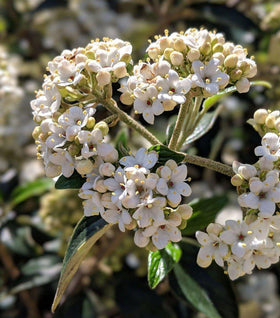 Conoy Viburnum