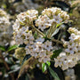 Semi-evergreen Conoy Viburnum used as an informal hedge near a patio