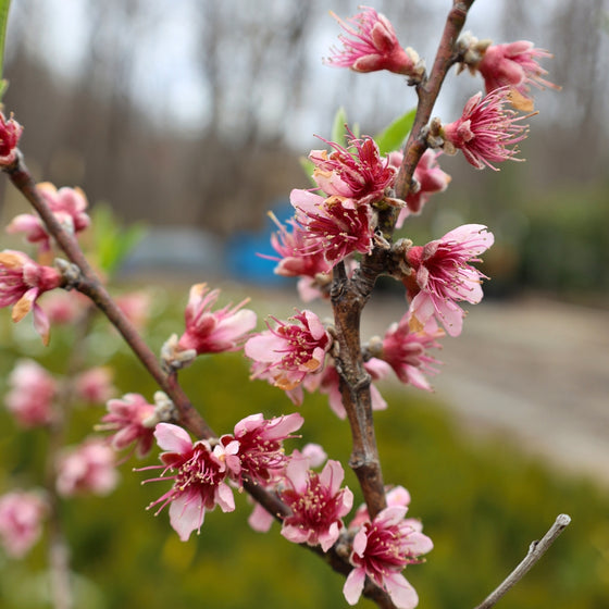 close up view of deep pink blooms on contender peach tree