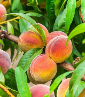 Contender Peach Tree