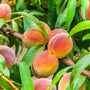 yellow and red fruit on Contender Peach Tree