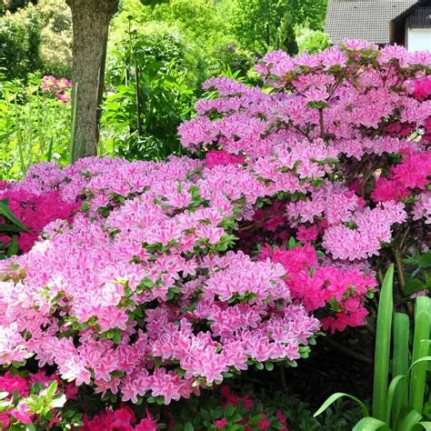 Conversation Piece Azalea for Sale | Multicolor Reblooming Azalea