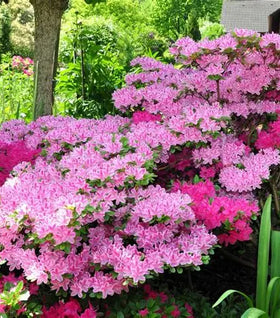Conversation Piece Azalea