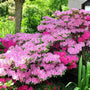 Conversation Piece Azalea blooming with pink and white bicolor flowers in a part shade garden
