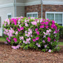 Robin Hill hybrid Conversation Piece Azalea planted as a compact foundation shrub