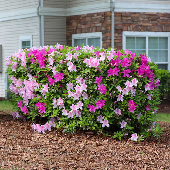 Robin Hill hybrid Conversation Piece Azalea planted as a compact foundation shrub